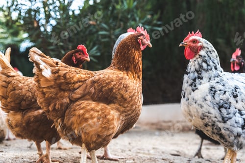 Preview: Hens pecking at the soil of an ecological farm to lay boar eggs.