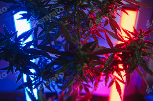 Preview: cannabis plant with big leaves and flowering bud. Medical Marijuana plant.