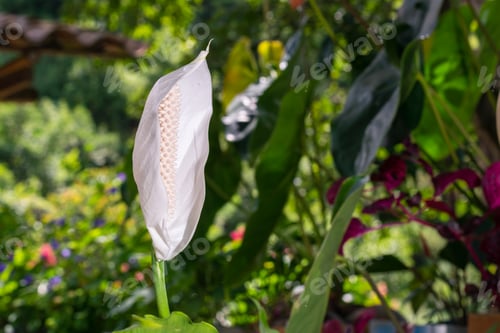 Preview: white flowering plant commonly known as cradle of moises. Spathiphyllum