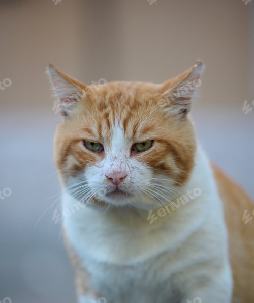 Preview: Adult red -haired white cat sits on the street, the animal looks into the camera