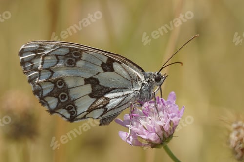 Preview: Closeup on a marbled white butterfly, Melanargia galathea on a purple Knapweed flower