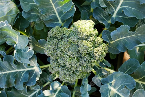 Preview: Broccoli grows in the ground. Growing organic vegetables.