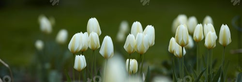 Preview: White tulips in my garden