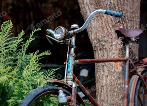 Preview: old rusty bicycle near the fern bush