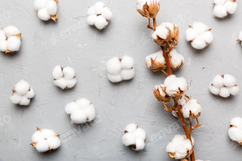 Preview: Autumn Floral Flat lay background composition. Dried white fluffy cotton flower branch