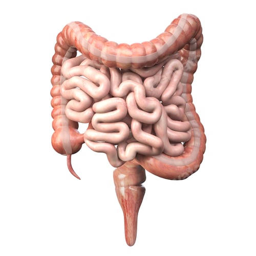 Preview: Large and small Intestineisolated on white. Human digestive syst