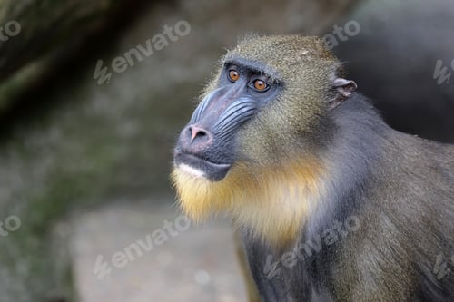 Preview: Young male mandrill