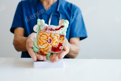 Preview: Doctor presenting a digestive system anatomy model for medical education, healthcare learning, and