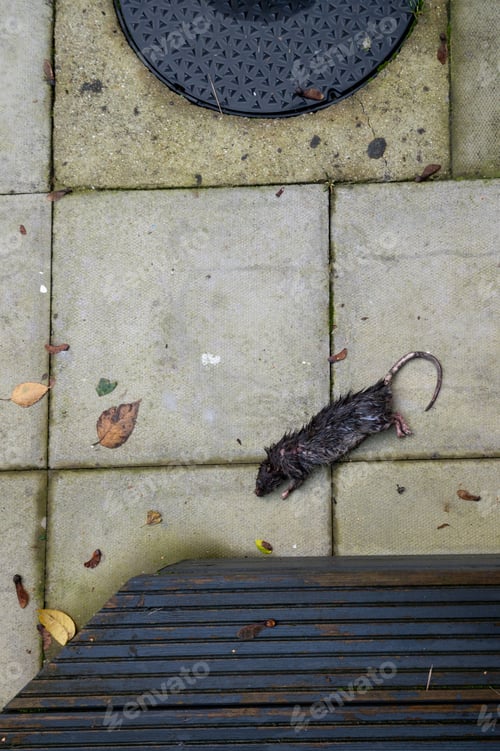 Preview: Dead rat in garden.