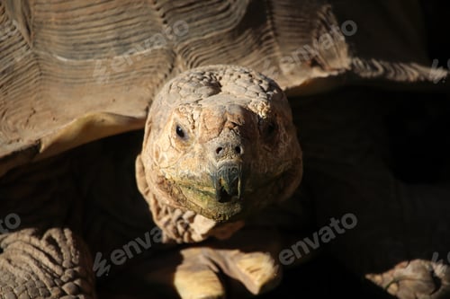 Preview: Close-Up of a Tortoise Head Highlighting Its Textured Shell and Natural Habitat