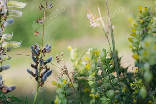 Preview: Beautiful herbs and wildflowers in meadow on mountain hills. Different blooming flowers