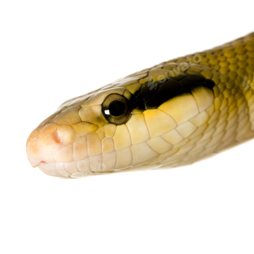 Preview: Rat snake