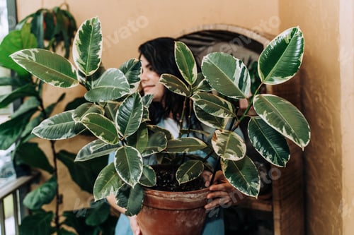 Preview: Young woman holding large healthy rubber tree houseplant