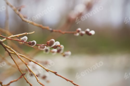 Preview: Different Plants Grow In The Park On A Sunny Day