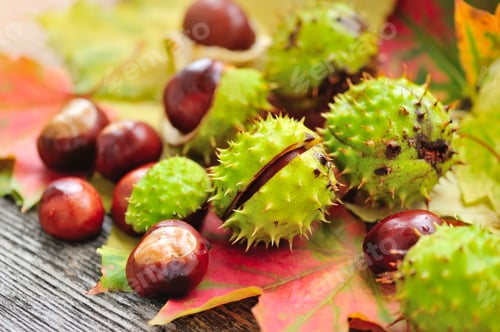 Preview: Fresh chestnuts with maple leaves on wooden background
