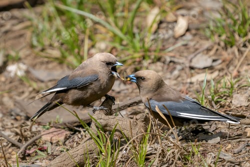 Preview: Dusky Woodswallow songbirds perched on the ground, one with a wriggling earthworm in its beak