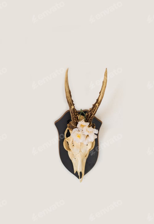 Preview: Antelope skull on the wall. Wall decor. animals skull.