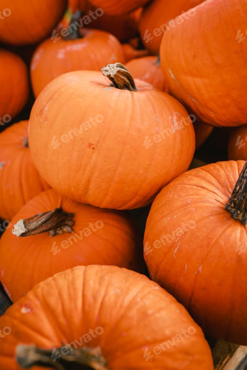 Preview: Detail of pile of pumpkins for Halloween festivities, vertical
