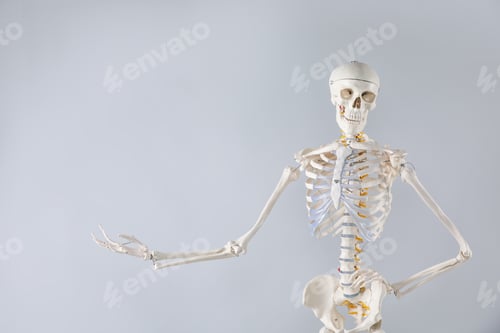 Preview: Artificial human skeleton model on gray background, space for text