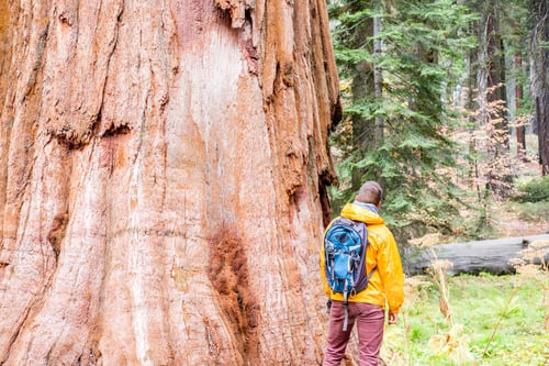 Preview: Tourist With Backpack Hiking In Sequoia National Park. California, United States.