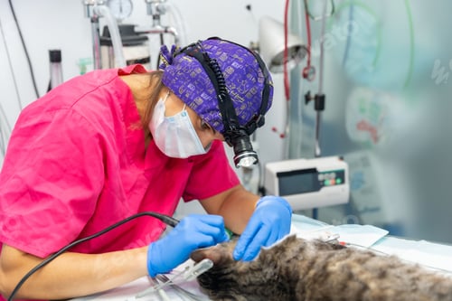 Preview: Veterinary woman working on the operation of the mouth and teeth of a cat with flashlight