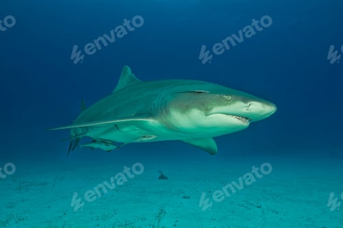 Preview: Underwater portrait of lemon shark, Tiger Beach, Bahamas