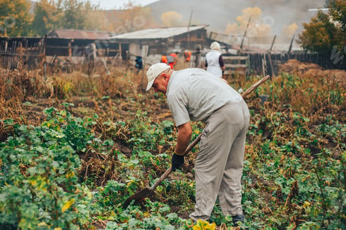 Preview: Fresh Potatoes Dig From Ground in The farm. Potato Harvesting