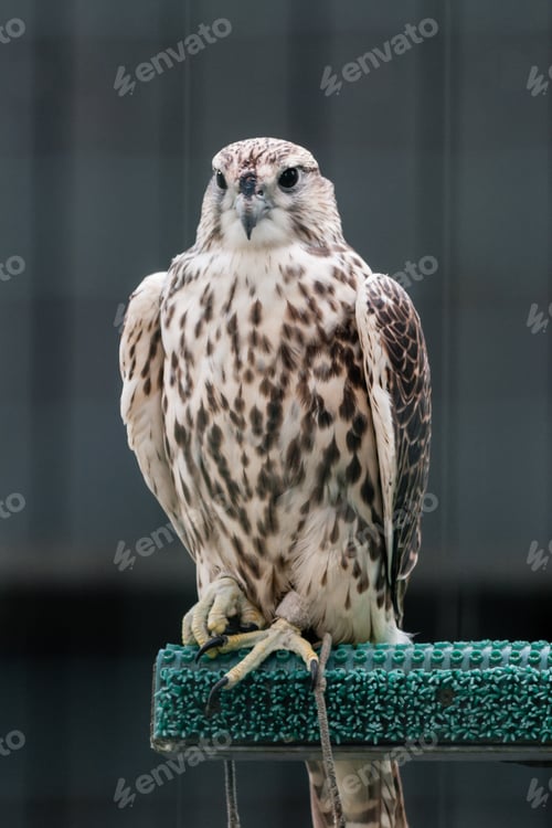 Preview: Beautiful falcon