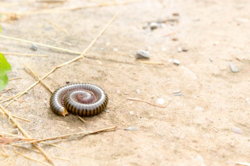 Preview: millipede on the floor of the house in the rain.
