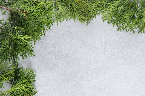 Preview: Green tree thuja branches. Natural gray background copy space.