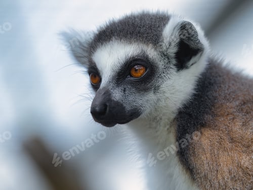 Preview: Close-up portrait of a lemur