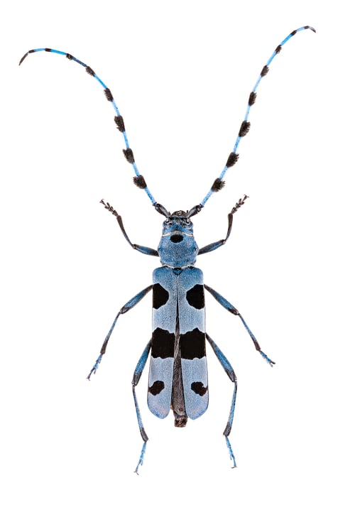 Preview: Rosalia longicorn or alpine longhorn beetle