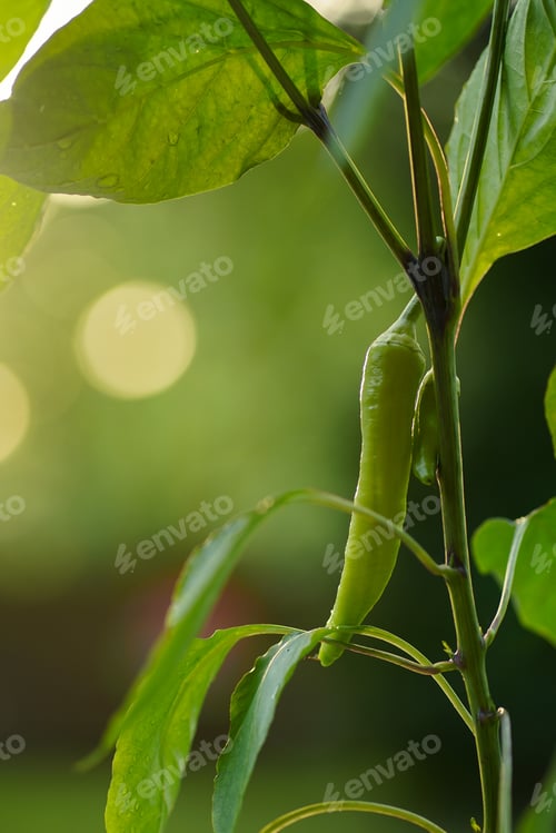 Preview: Ripe Banana Pepper
