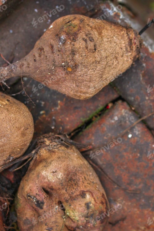 Preview: Beet Harvest Beetroot (Many Fruits Of Beets That Just Dug From The Ground) Concept. Food
