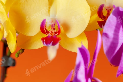 Preview: Close up of beautiful phalaenopsis orchid flowers
