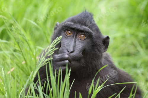 Preview: The Celebes crested macaque (Macaca nigra)