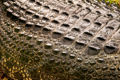 Preview: Close up of a crocodile