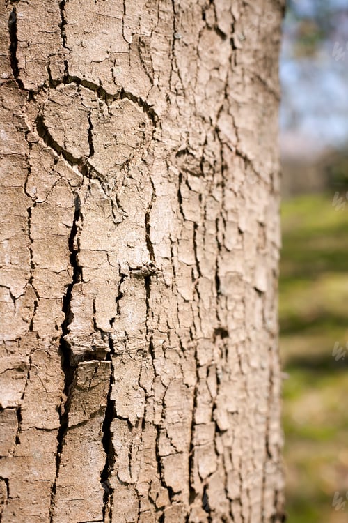 Preview: Heart shape on tree bark of a public park