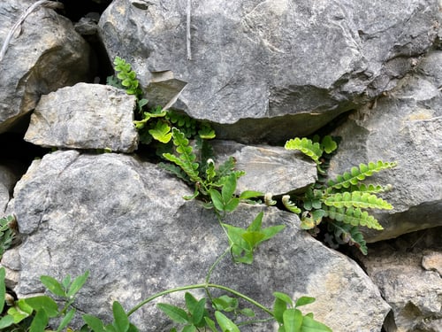Preview: Fern plant growing through the stones