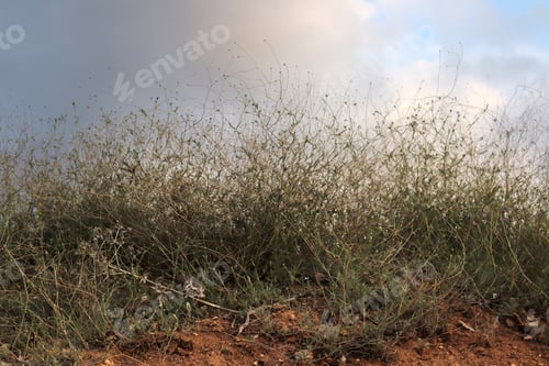 Preview: plants and dramatic sky nature background