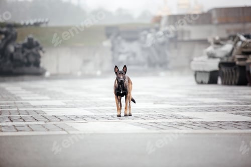 Preview: Belgian Shepherd Malinois on a walk. Fall, autumn. Happy dog outdoor. Active dog