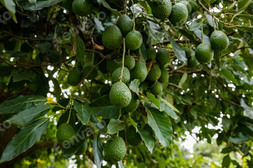Preview: Avocado Plants Tree fruits vegetation farming kenya east africa