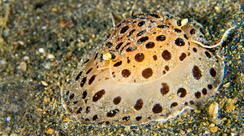 Preview: Sea Slug, North Sulawesi, Indonesia