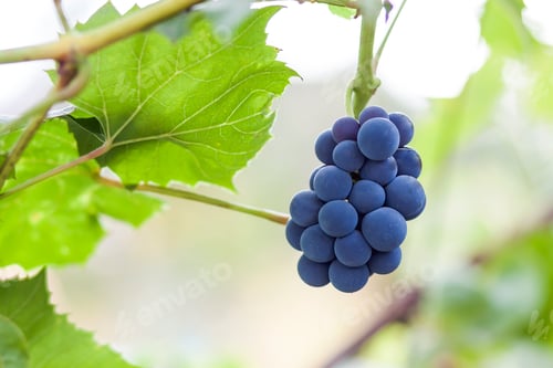 Preview: Bunches of black grapes on vine, bright blurred background, copy space