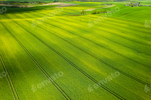 Preview: Flying above blooming rape fields in sunny day