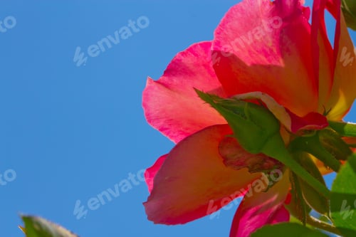 Preview: wild rose flower