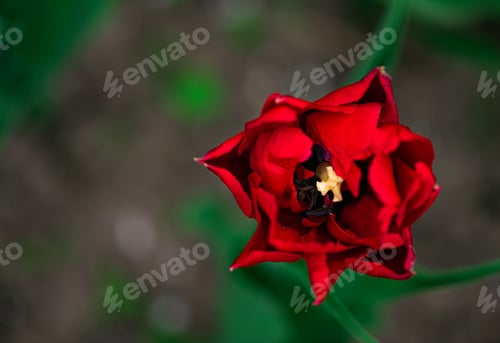 Preview: Red Tulip flower in garden. Beautiful tulip flower on blurred green background