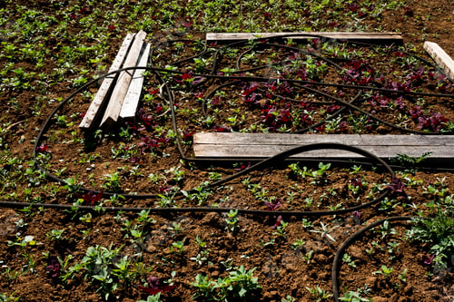 Preview: High angle view of irrigation hose and young vegetables on a farm.