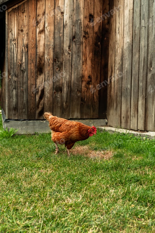 Preview: Chicken hen on green grass in village garden