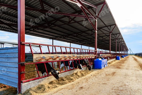 Vista previa: Modern outdoor cowshed with herd of milky cows